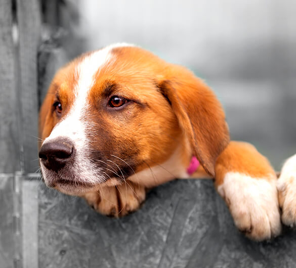 Schronisko Skawina adopcje zwierząt Schronisko Skawina adopcje zwierząt