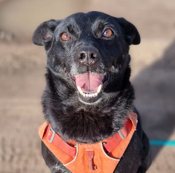 Schronisko Skawina adopcje Schronisko Skawina adopcje
